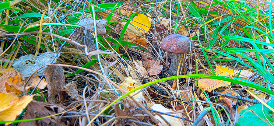 грибы в лесу около станции Совхоз, Раменское